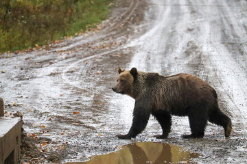 Grizzly Bear with Reflection in Puddle