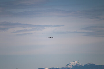Eagle Flying Over the Mountain