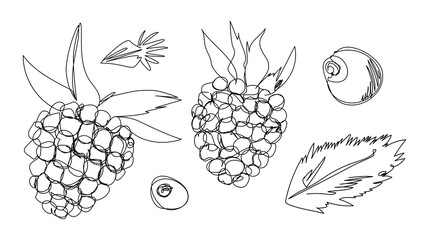 Berries. A set of raspberries and blueberries. Hand-drawn. Collection of vector elements