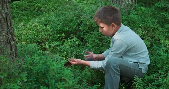 Little boy collecting and eating ripe blueberries from bush in forest. Karelia
