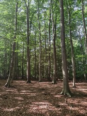 Obraz premium trees in the forest