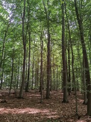 footpath in the woods