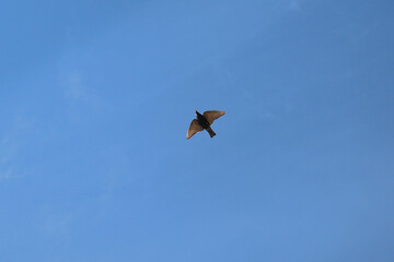 Black Bird from Below