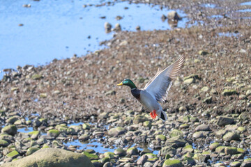 Mallard Taking Off from the Rocks