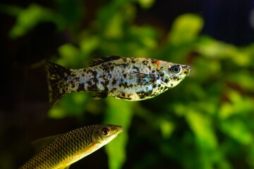 common molly adult female, white, black and orange artificial breed of popular commercial species from brackish waters in Mexico, active and curious pet and easy to keep for beginners