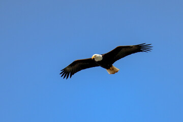 Fototapeta na wymiar Bald Eagle Soaring