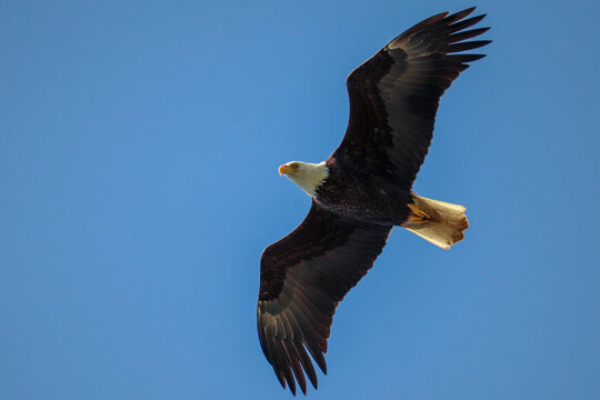 Bald Eagle From Below