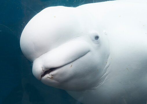 Baby White Beluga close up looking through the glass at an aquarium