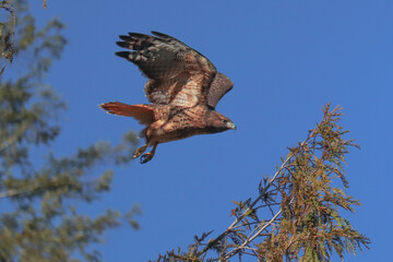 Red Tailed Hawk in Flight