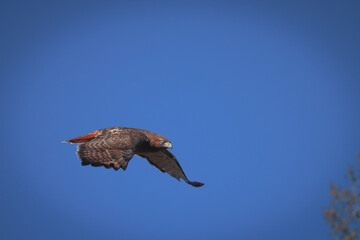 Red Tailed Hawk Masterpiece