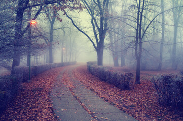 Dark misty autumn landscape showing footpath through the park