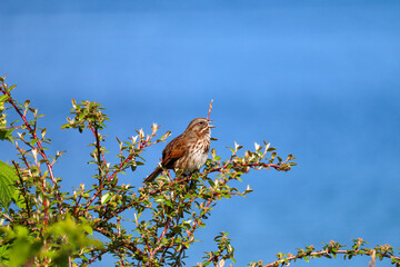 Song Sparrow in the Tree