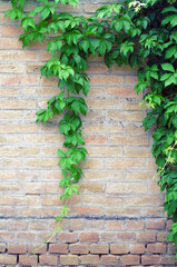 Ivy growing on the brick wall in summer
