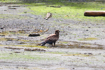 Eagle and Algae