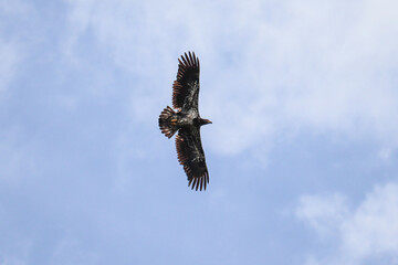 Juvenile Eagle