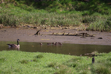 Goose and Snipe Family