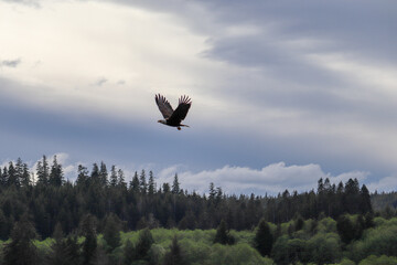 Bald Eagle Above the Trees