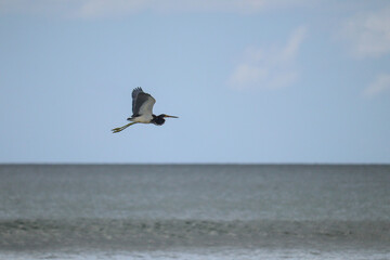 Fototapeta na wymiar Black Headed Heron