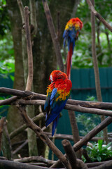 Red, yellow and blue parrots siting on a tropical tree branch at the Costa Rica Zooave animal reserve, Central America