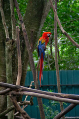 Red, yellow and blue parrots siting on a tropical tree branch at the Costa Rica Zooave animal reserve, Central America