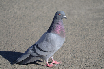 Male Rock Dove