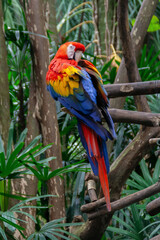 Red, yellow and blue parrot sitting on a tropical tree branch at the Costa Rica animal reserve, Zooave, Central America