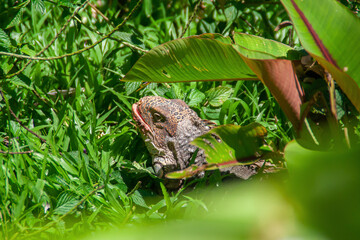 Iguana sitting among tropical grass and leaves at the Costa Rica animal reserve, Central America
