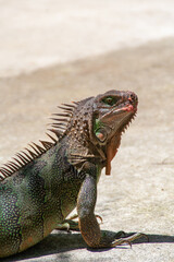 Fototapeta premium Iguana at the Costa Rica animal resrve Zooave, Central America
