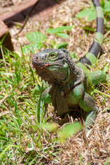 Iguana resting on green tropical grass at the Costa Rica animal reserve, Zooave, Central America
