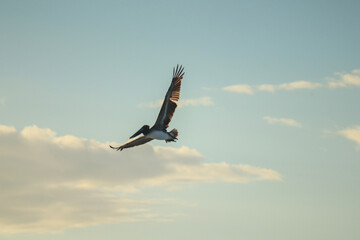 Pelican Soaring High