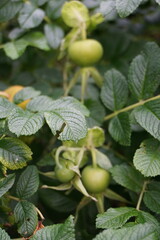 Close up of green berries of rose hip with blurred background with bush leaves. Macro