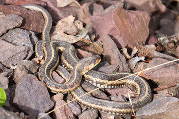 Garter Snake with Blue Eyes