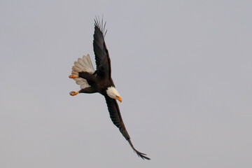 Bald Eagle Masterpiece