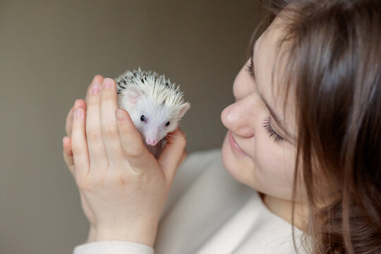 Girl holds cute hedgehog in her hands. Portrait of pretty curious muzzle of animal. Favorite pets. Atelerix, African hedgehogs. High quality photo