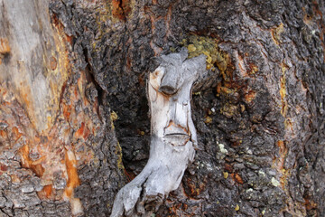 Are you seeing things? Pareidolia
