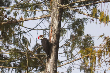 Pileated Woodpecker in the Tree