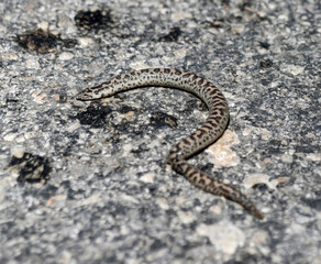 worm on the ground, snake. 