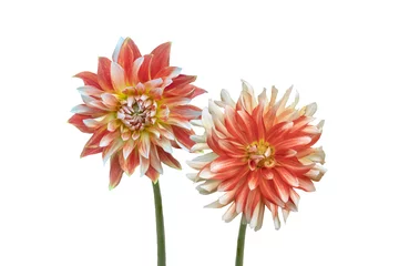 Deurstickers Beautiful flower, red and white dahlia flowers isolated on white background © britaseifert