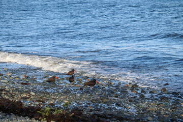 Oyster Catchers on Shoreline