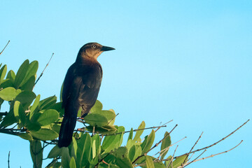 Female Grackle 