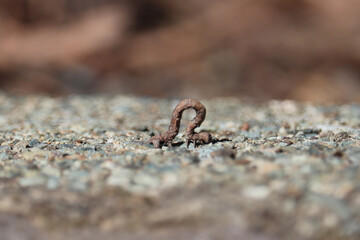 Inchworm in Motion