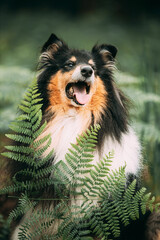 Cute Beautiful Collie Posing In Fern Thicket. Portrait. Amazing Playful Tricolour Collie, Funny Scottish Collie, Long-haired English Collie, Lassie Dog Outdoors In Summer Day In A Coniferous Pine