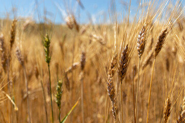Wheat field and seed heads close-up against the sky