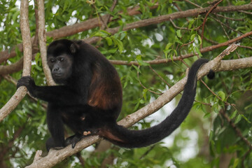 Howler Monkey with Long Tail