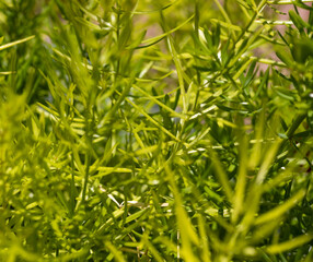 green grass background