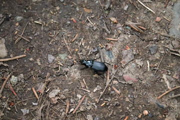Black Beetle on the Ground