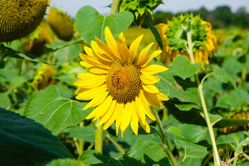 blooming sunflower in the field