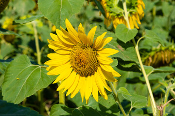 Obraz premium blooming sunflower in the field