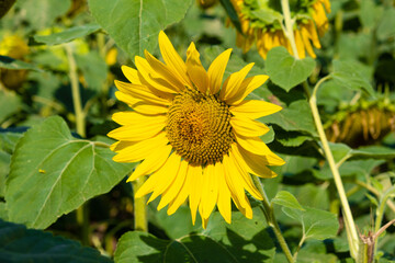 blooming sunflower in the field
