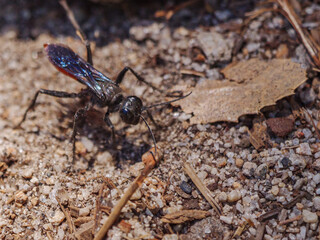 Thread-waisted Wasp: Sphex lucae (Sphex lucae) digging in ground. 2